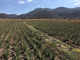 Aloe Vera Fields