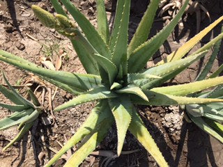 Aloe Vera Plant