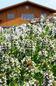Aromatherapy attracts pollinators in nature