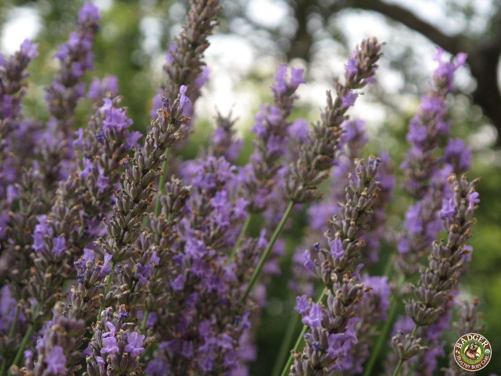 Lavender is common in aromatherapy and can be found in some of Badger's blends.