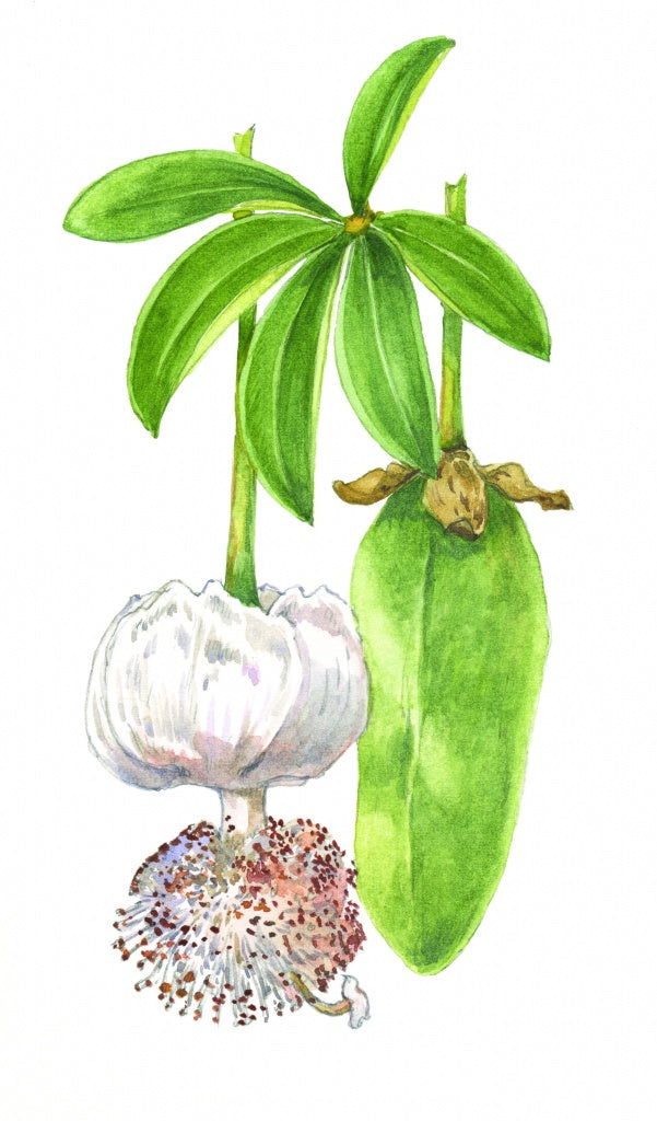 baobab oil