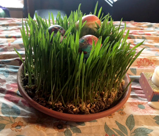 wheatgrass at Easter