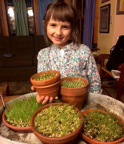 DIY - grow your own wheatgrass