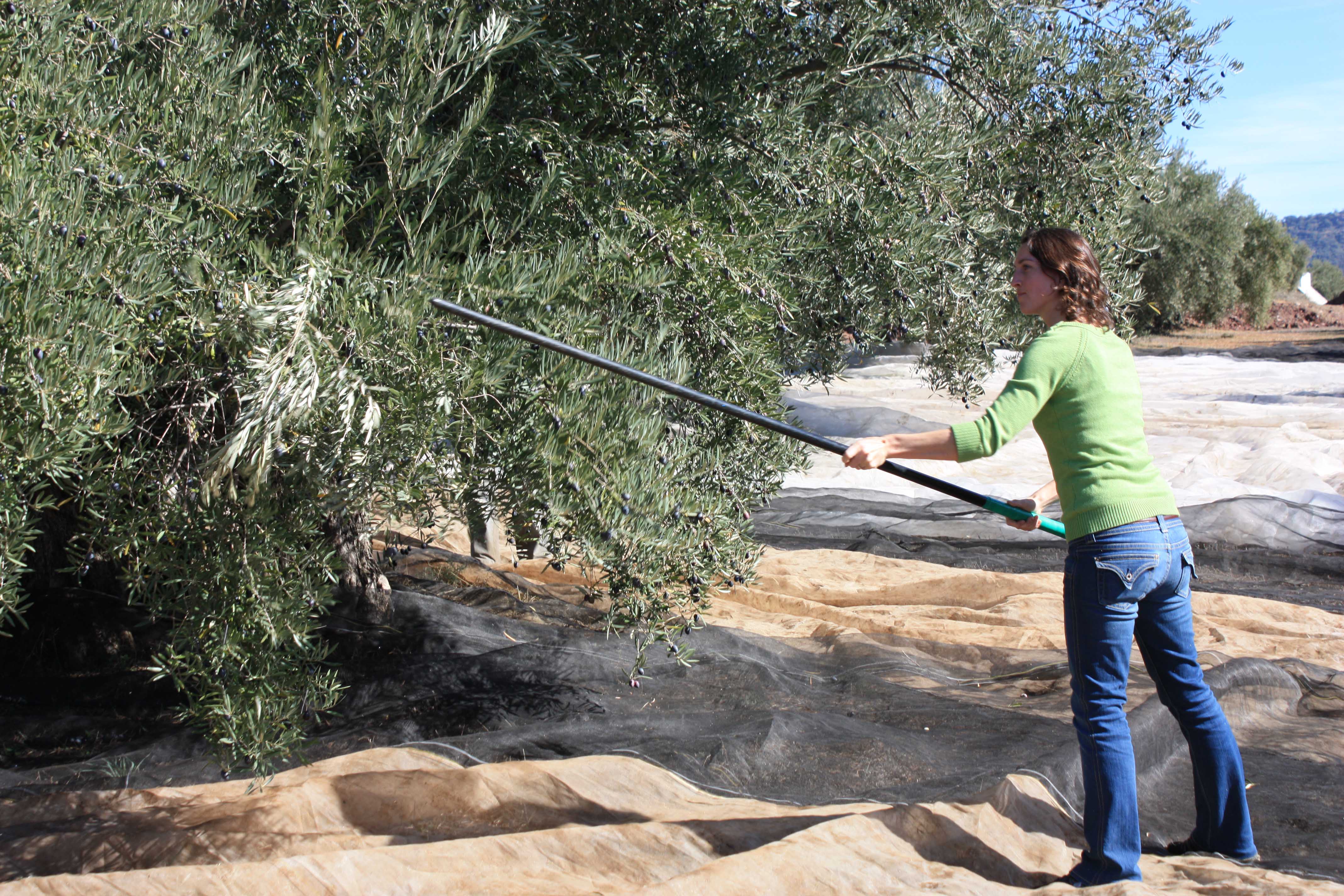 Badger Rebecca tries her hand at harvesting olives for olive oil at the Soler Romero estate in southern Spain