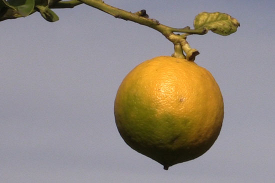 bergamot fruit Calabria Italy