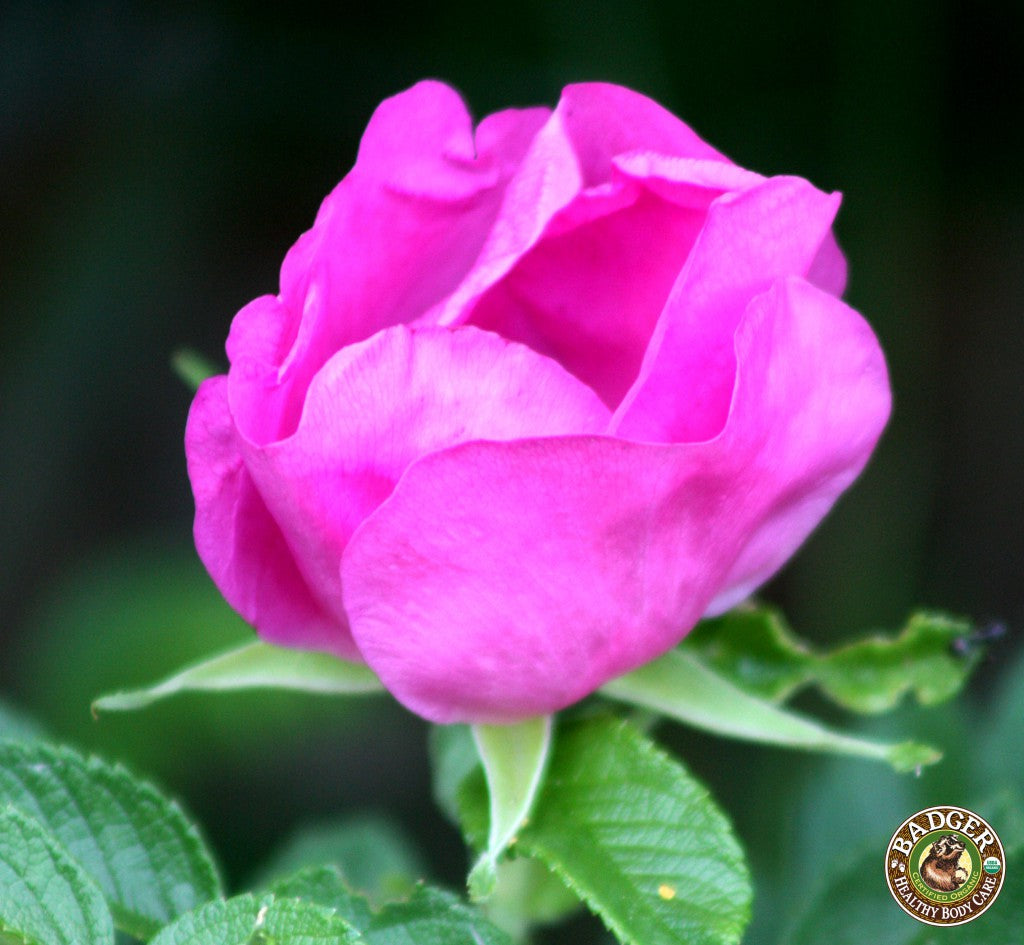 Rose in Aromatherapy