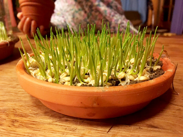 growing wheatgrass