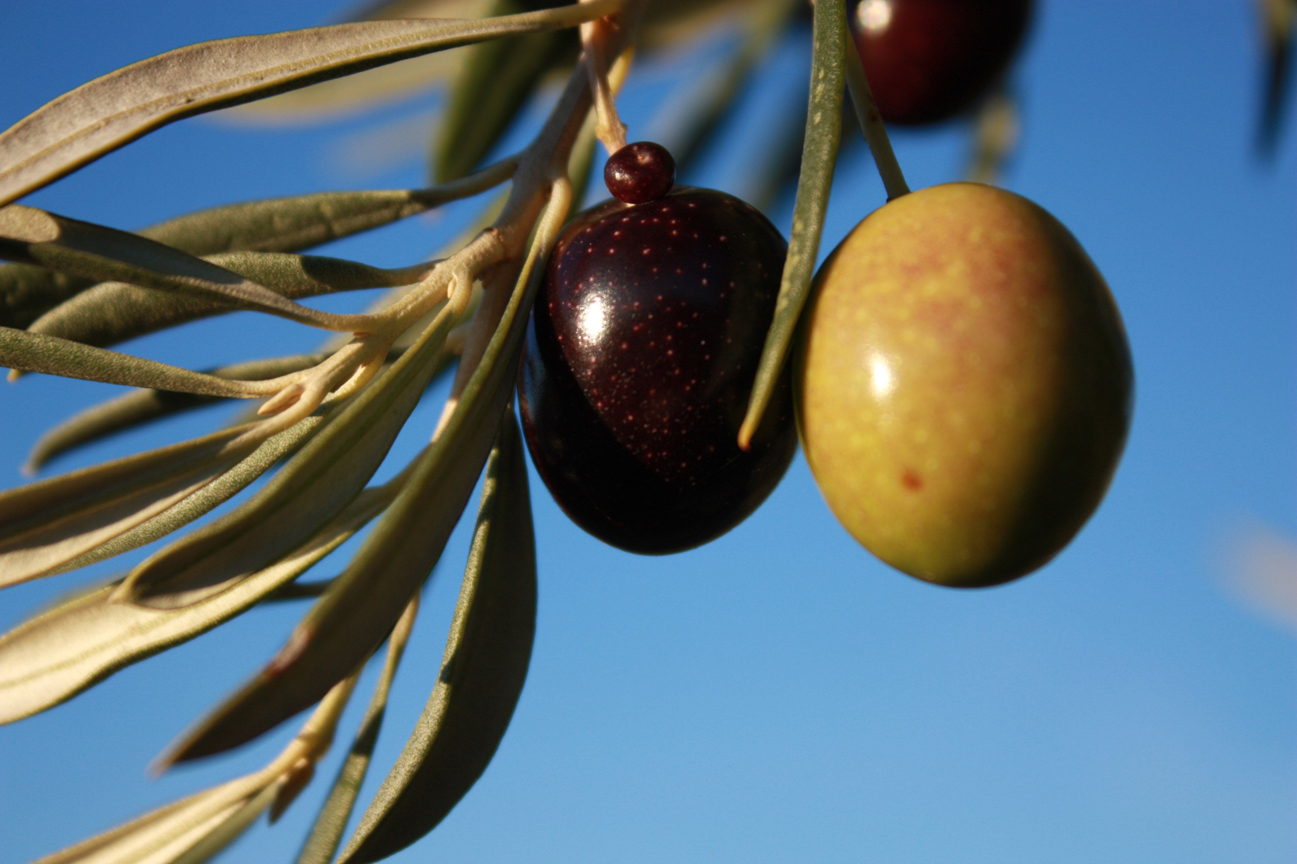 Soler Romero extra virgin olive oil
