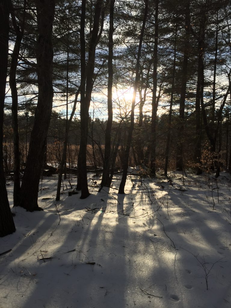 winter solstice sun and trees