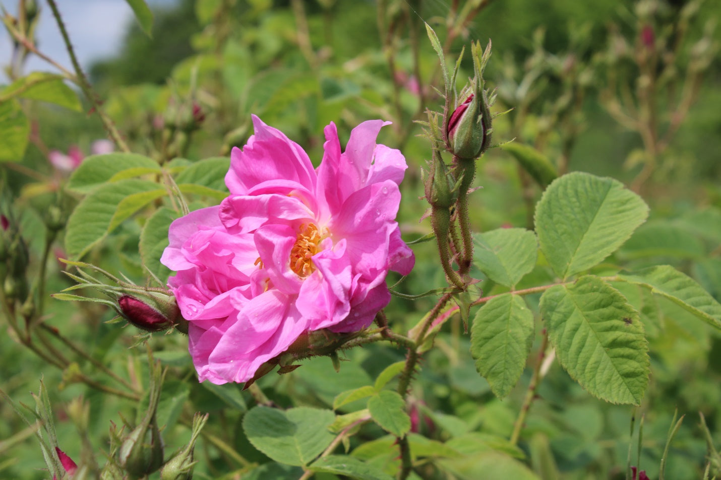 Valley of Roses - Rosa Damascena flower close up