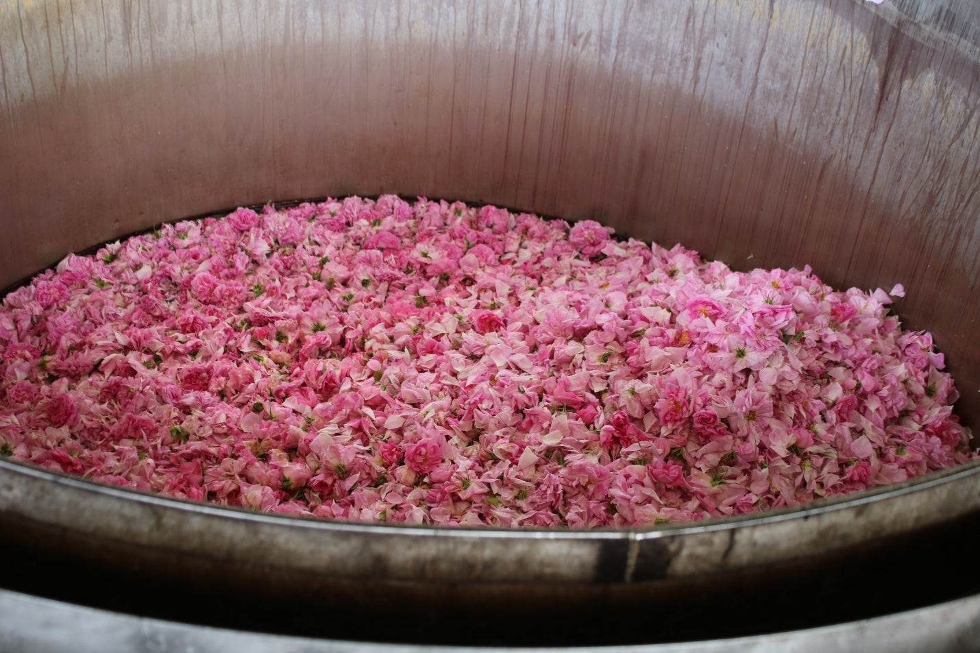 Rose petals from the Valley of Roses, ready for distillation.