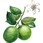 Lime